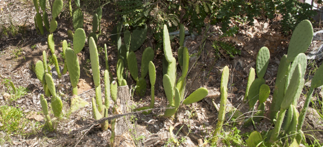 Prickly pear growing in bushland