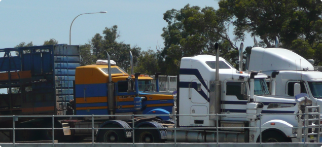 Trucks about to load cattle at a saleyard ramp