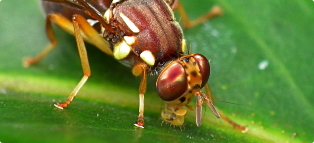 Qfly on a leaf