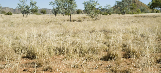Ribbon grass pasture in good condition. Richenda land system, East Kimberley