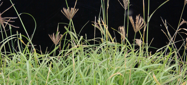 Rhodes grass plant