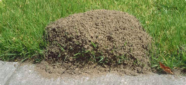 Red Imported Fire Ant mound with vegetation growing through it.