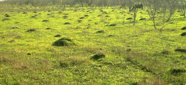 Red Imported Fire Ant mounds in paddock.