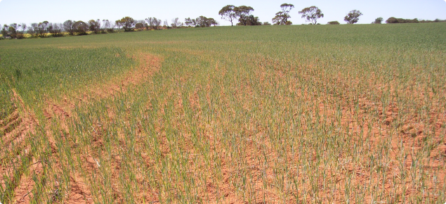 Cereal crop growing on wodjil soil type