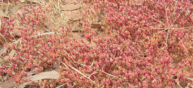 Iceplant turns red in late spring