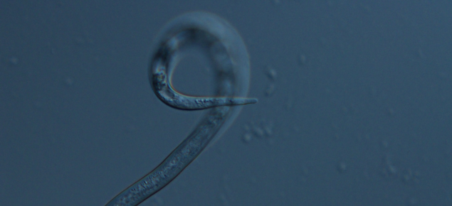 Microscopic juvenile root-knot nematode, about 0.6mm long
