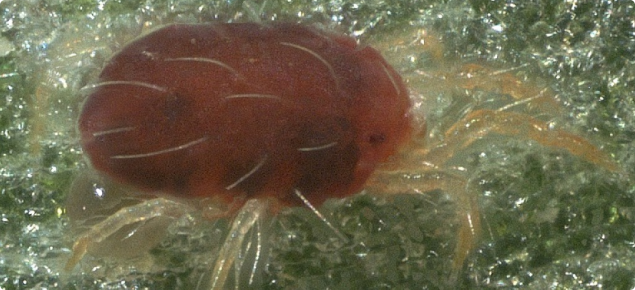 Red coloured version of Tetranychus urticae 