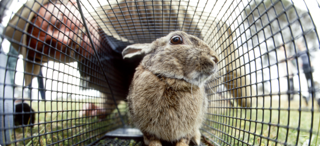 A rabbit in a cage on the ground with Department of Agriculture employee looking into the cage