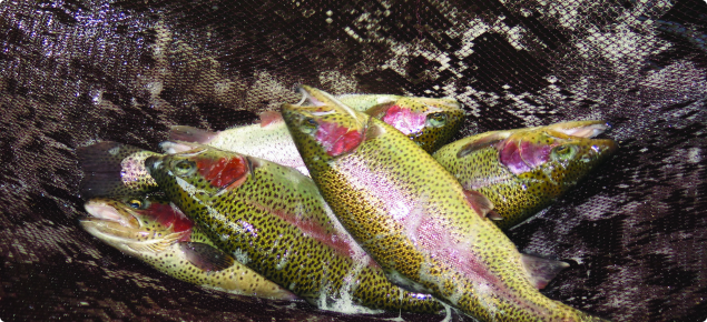Rainbow trout broodstock