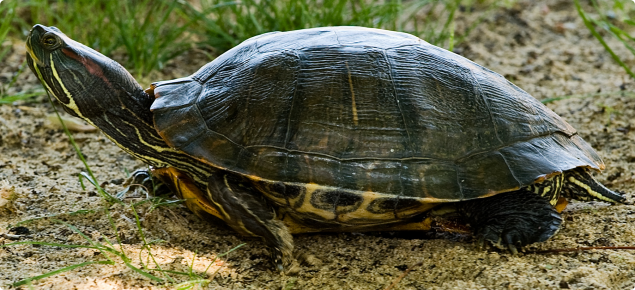 Red-eared slider turtle