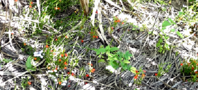 Red witchweed plant with red flowers.