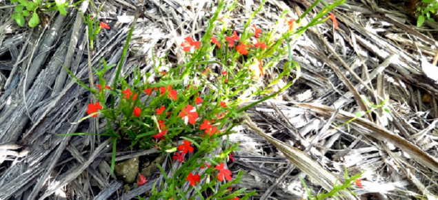 Red witchweed plant with red flowers.
