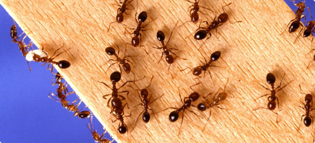Live red imported fire ants crawling on a piece of wood.