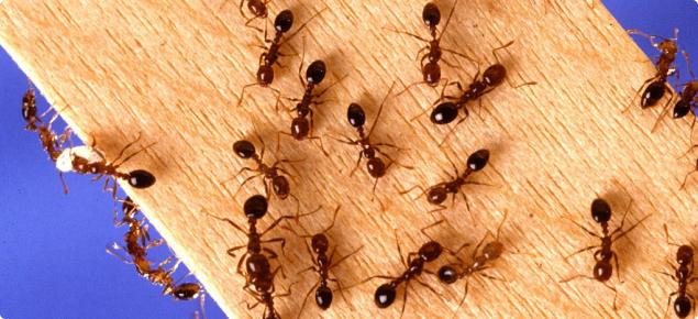 Red imported fire ant | Agriculture and Food