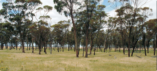 Photograph of mature remnant trees with pasture species completely replacing the understorey
