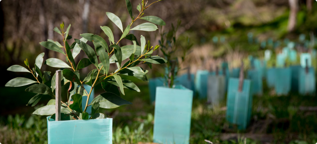 Tree guards