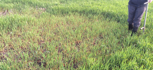 Rhizoctonia patch in the South Stirlings