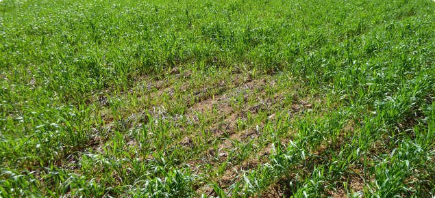 Stunted wheat plants in a distinct patch.