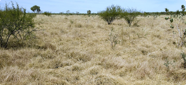 Photograph of Ribbon grass alluvial plain pasture in good condition in the east Kimberley