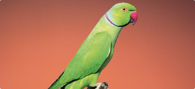 Indian Ringneck Parakeet — Full Profile, History, and Care