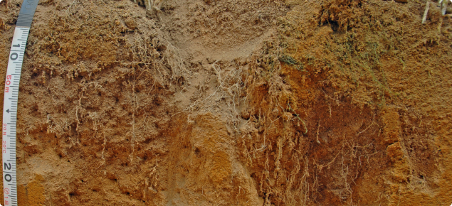 subsoil compaction on the left is causing severe restriction of root growth, but on the right roots have grown  freely beyond 300mm