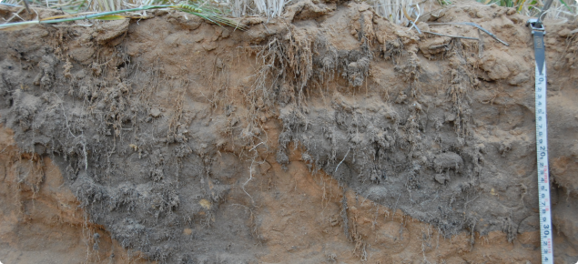 Crop root growth in inverted topsoil
