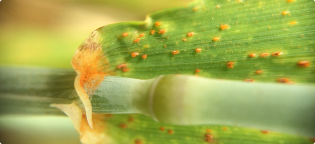 macro shot of leaf rust on green barley plant