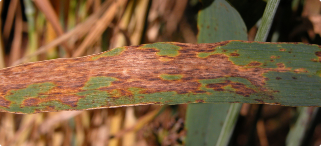 Septoria nodorum blotch - individual infections combine to form large blotched areas on leaves.