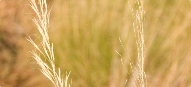 Ribbon grass seedheads before and after seeds have fallen.