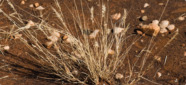 Limestone grass can be a short-lived perennial, but it hays off quickly in the dry season.