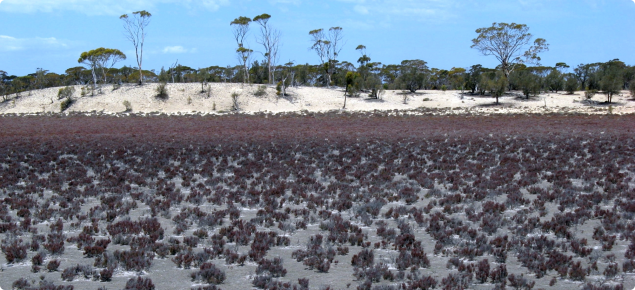 photograph of a samphire community in good condition