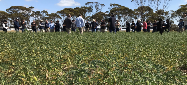 Chickpea field walk at Salmon Gums