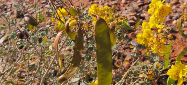 Creeping cassia flowers, leaflets and fruit.