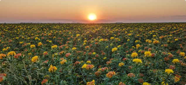  Safflower trial during sunrise at research institute