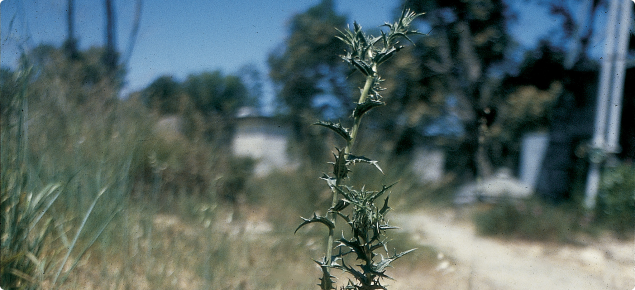 Mature saffron thistle plant.