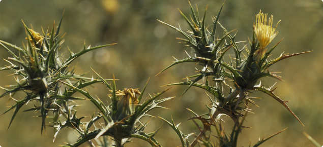 Saffron thistle is hardy weed and is arguably the most widespread thistle in Australia