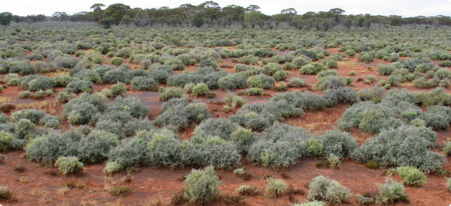 Photograph of a sago bush shrubland in good condition in the southern rangelands