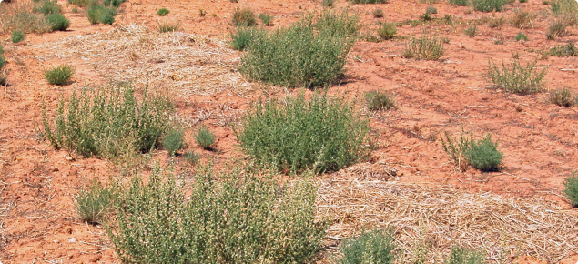 Salsola (prickly saltwort, rolypoly)