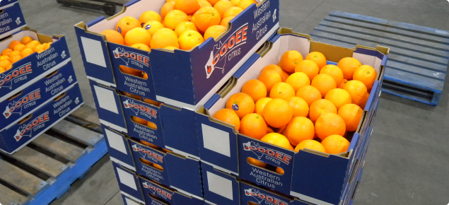 Packed Washington navel oranges (Houghton selection) July 2017