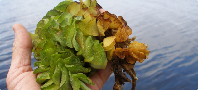 Salvinia is a free-floating aquatic weed