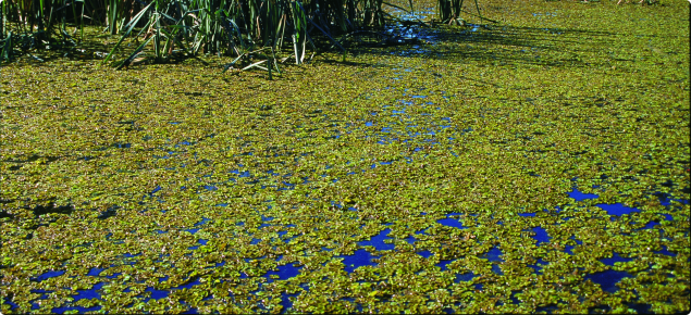 Salvinia invasion