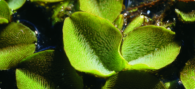 Close-up of salvinia