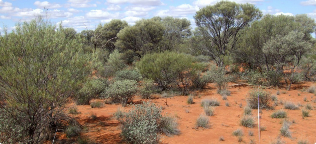 Photograph of sandplain acacia pasture in fair condition in the southern rangelands