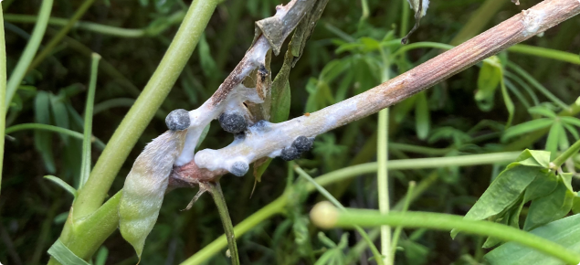 Sclerotinia infection on narrow leaf lupin showing sclerotia on outside of pods and branches