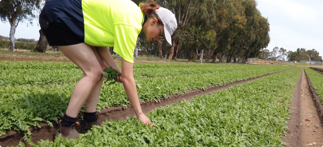 Horticultural worker manual weeding in a lettuce field