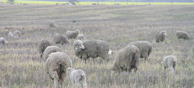Typical flock of ewes and lambs with symptoms of body lice
