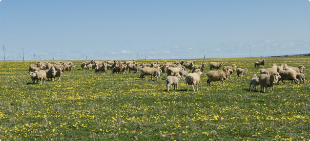 Sheep grazing on pasture