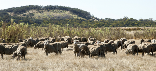 Photograph of sheep grazing saltbush and salt tolerant grasses