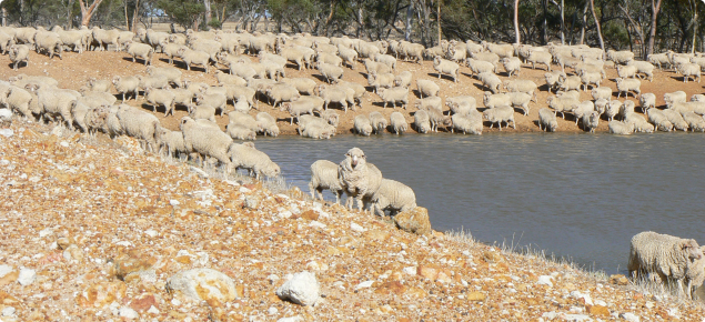 Sheep drinking at a dam