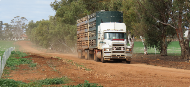 Truck transporting sheep off a property